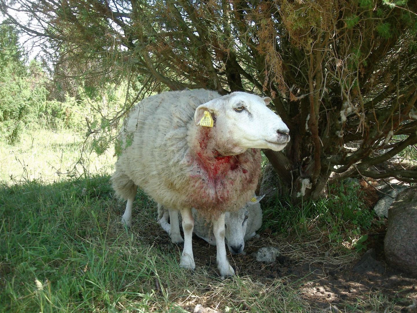 Saaremaal Mustjala vallas Paatsa külas huntide käest elusalt pääsenud lammas.