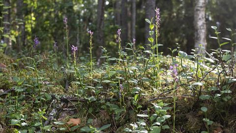 Uhke leid: uus orhidee­liik Eestimaa äärealal