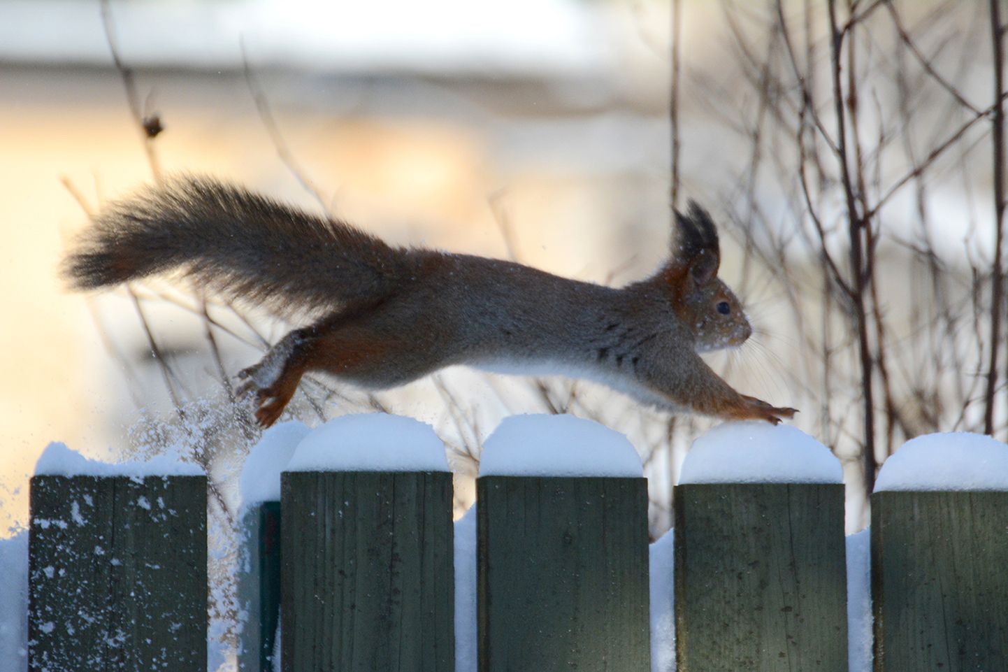 Orav hüppamas Türil kohaliku päästekomando hoovil (2017)