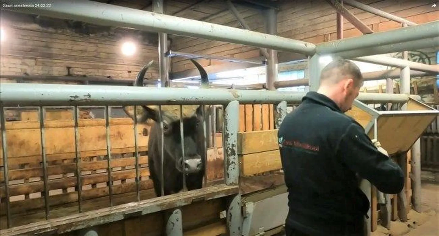 Gaur Agata jälgis teraselt, kuidas maaülikooli loomakliiniku ülemarst Aleksandr Semjonov anesteesiaks valmistus.