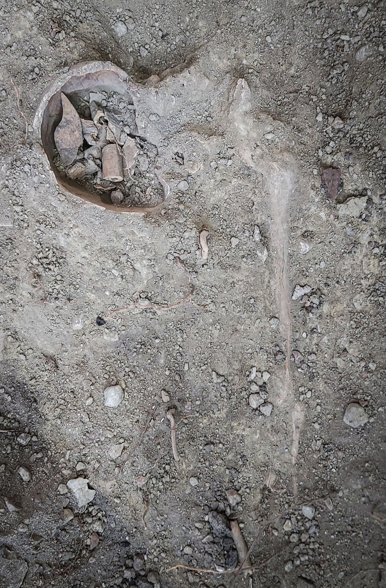PEA MAHA: Paremal on näha vasakut õlavarreluud. Sellega paralleelselt veidi vasakul peaks kulgema ka selgroojoon. Koljuga ühendatud olnud kaelalülid on aga suunaga paremasse ülanurka, mis anatoomiliselt ei sobi. Kolju sees on erinevad lahtised luud, mis arheoloogid sinna panid, et need pinnasesse ei kaoks.