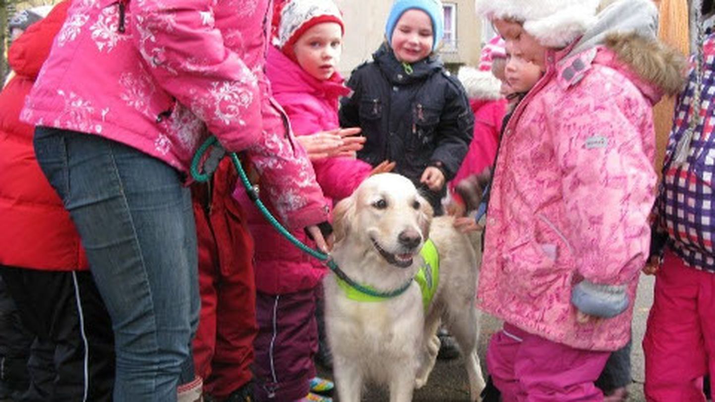 Kuldse retriiveri Bjutiga on Narvas tuttavad juba paljud lapsed. Bjutil on olemas kõik teraapiakoerale vajalikud omadused.
