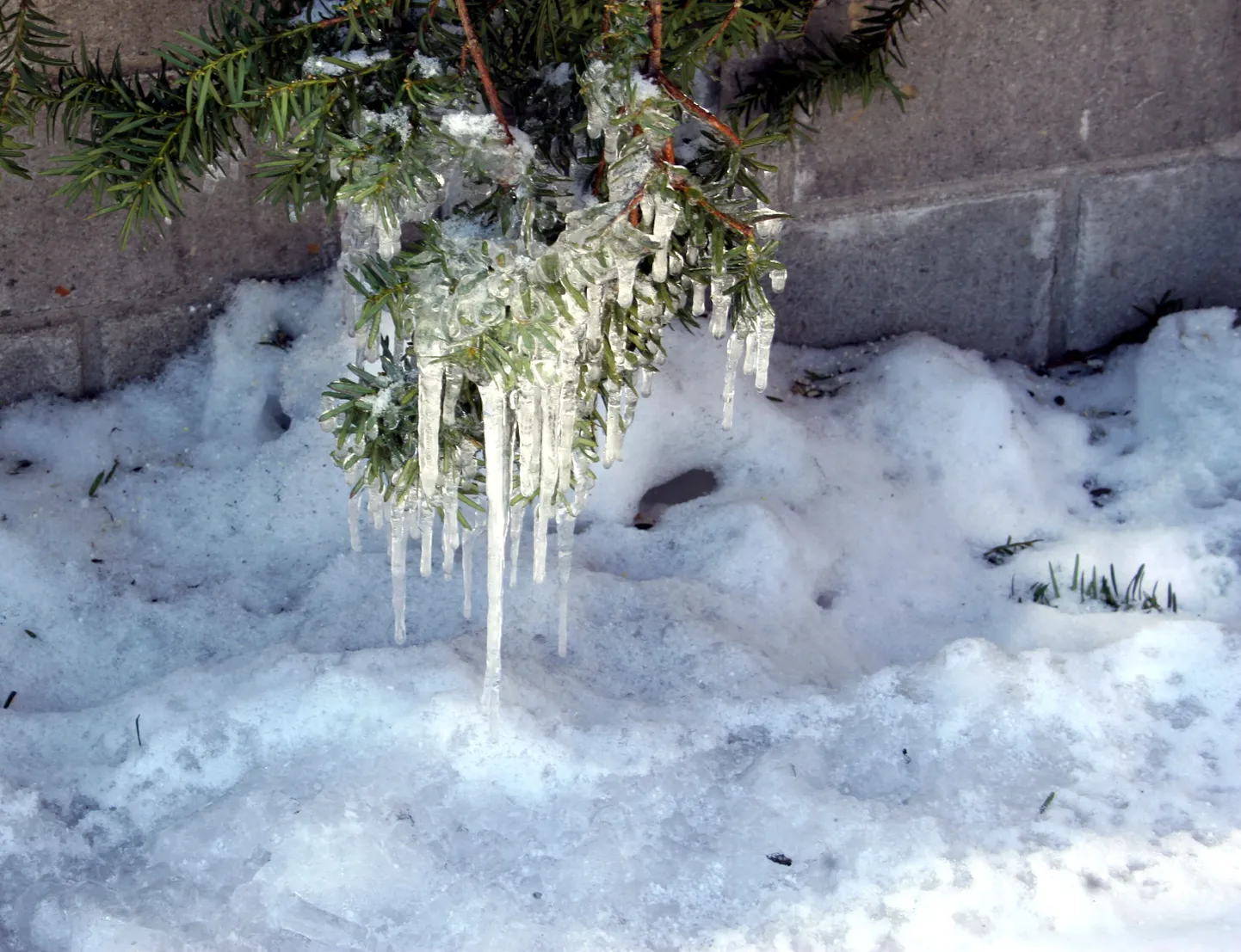 Jääpurikad ja tärkavad märtsikellukesed