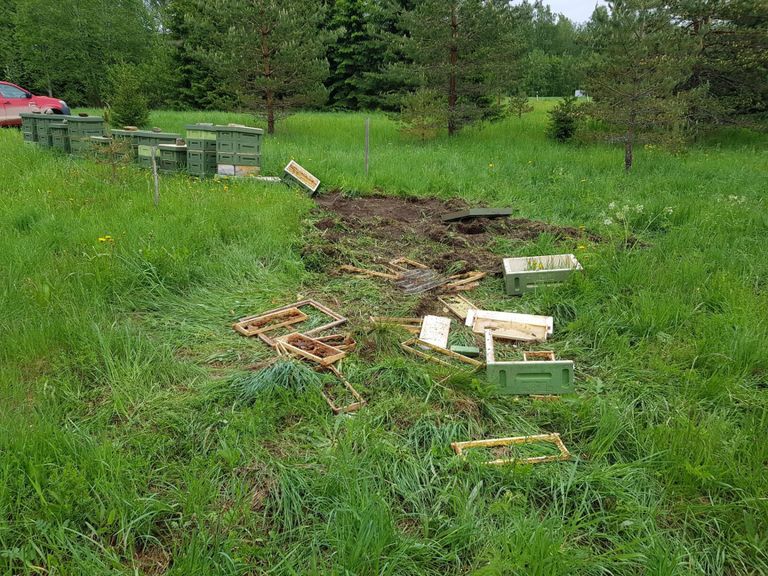 Согласно переданным в Департамент окружающей среды данным о нанесенном ущербе, в этом году медведи уничтожили 211 ульев по всей Эстонии.