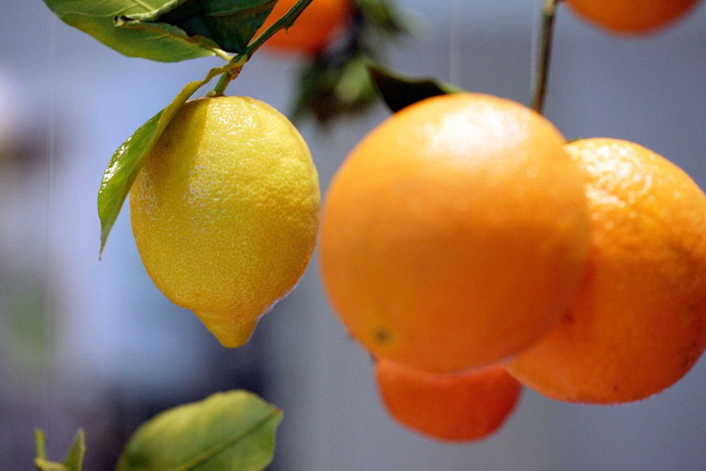 Hispaaniasse apelsine korjama läinud lõunanaabrid jäävad aina enam hätta.
