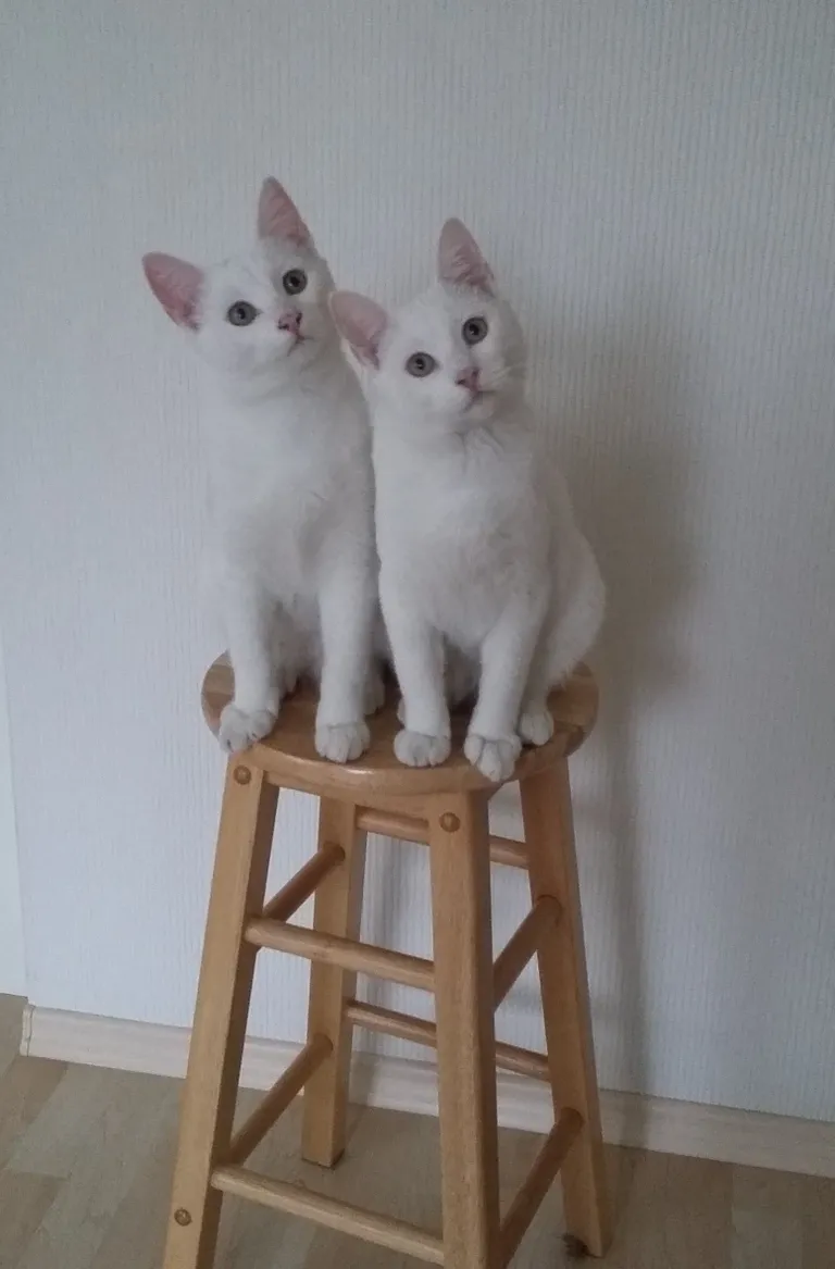 Villi ja Vallu. Foto: