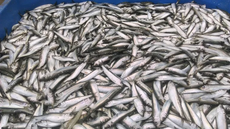 Artikli foto