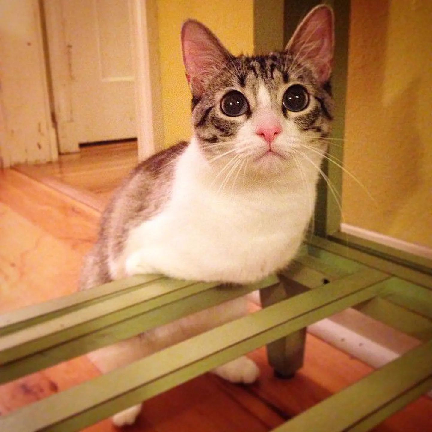 Lil’ Bunny Sue Roux («Крольчонок Сью Ру»).