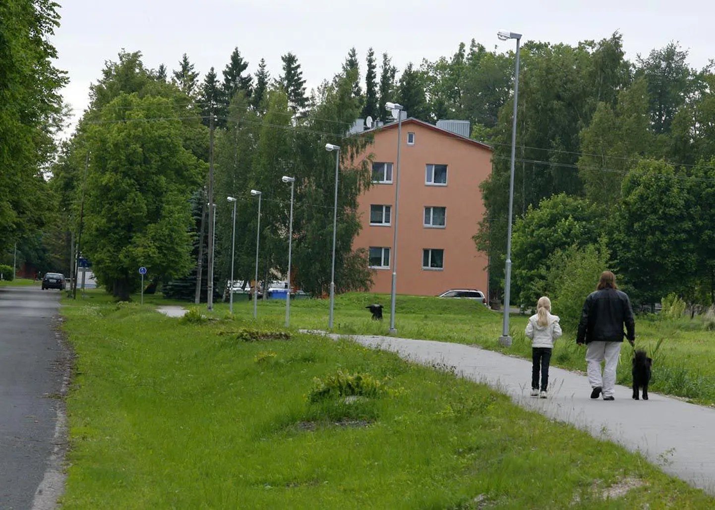 Üheksateist kahe ja poole meetri kõrgust noort pärna ongi juba tellitud.