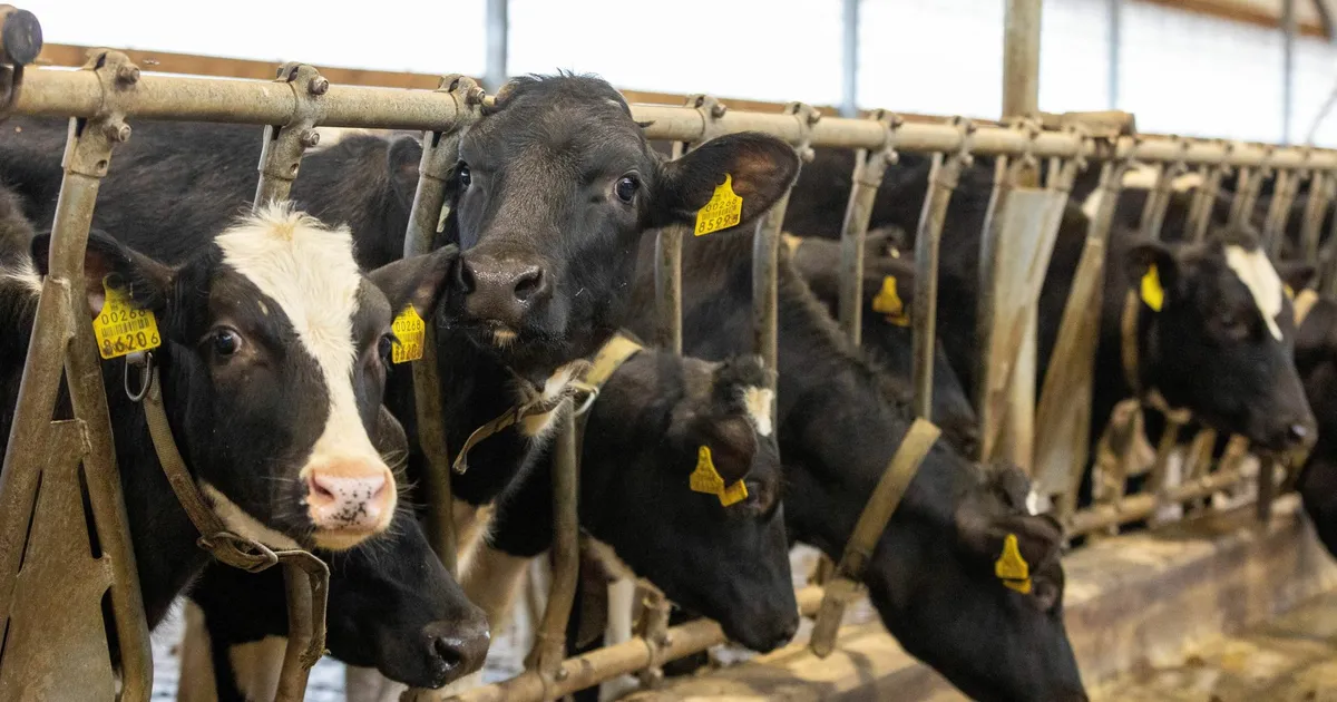 Small dairy producers unite to strengthen their bargaining power