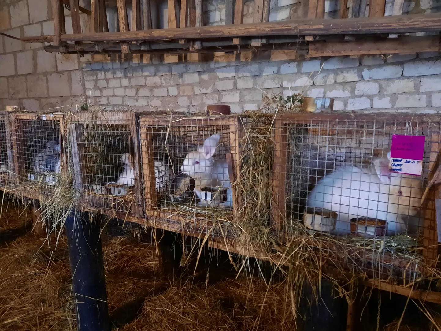 Alani talu küülikud elavad puuridega laudas, et rebased ega võõrad koerad neile ligi ei pääseks.