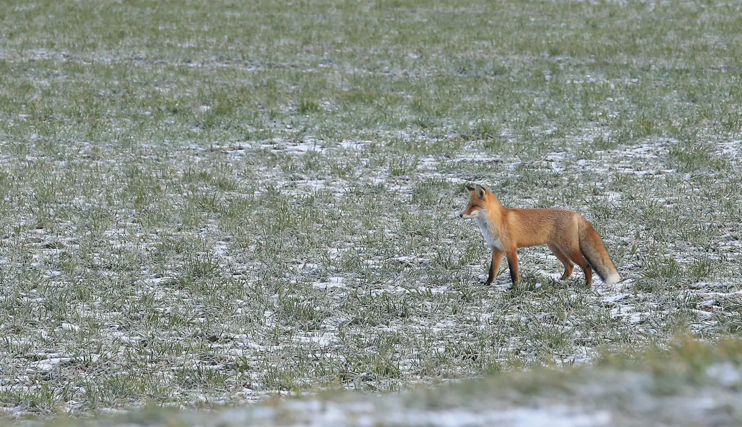 Ülestähendused on oodatud kõigi metsikult elavate imetajate kohta, olgu ta siis üsna tavaline rebane või keegi haruldasem.