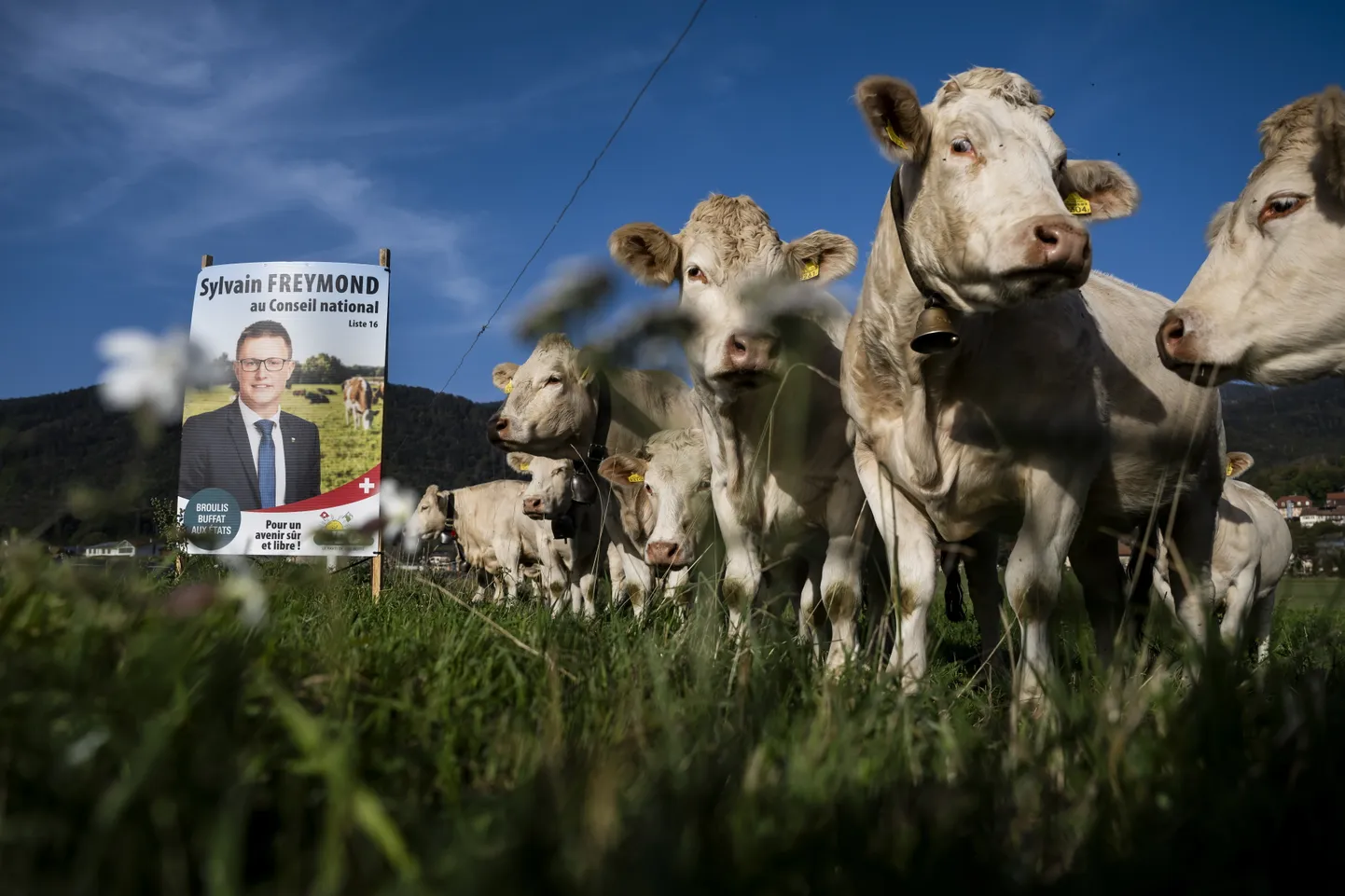 Lehmakari Šveitsis Montricheri külas, taamal valimisplakat möödunud valimistest, kus võidutsesid kohalikke traditsioone kaitsvad jõud.