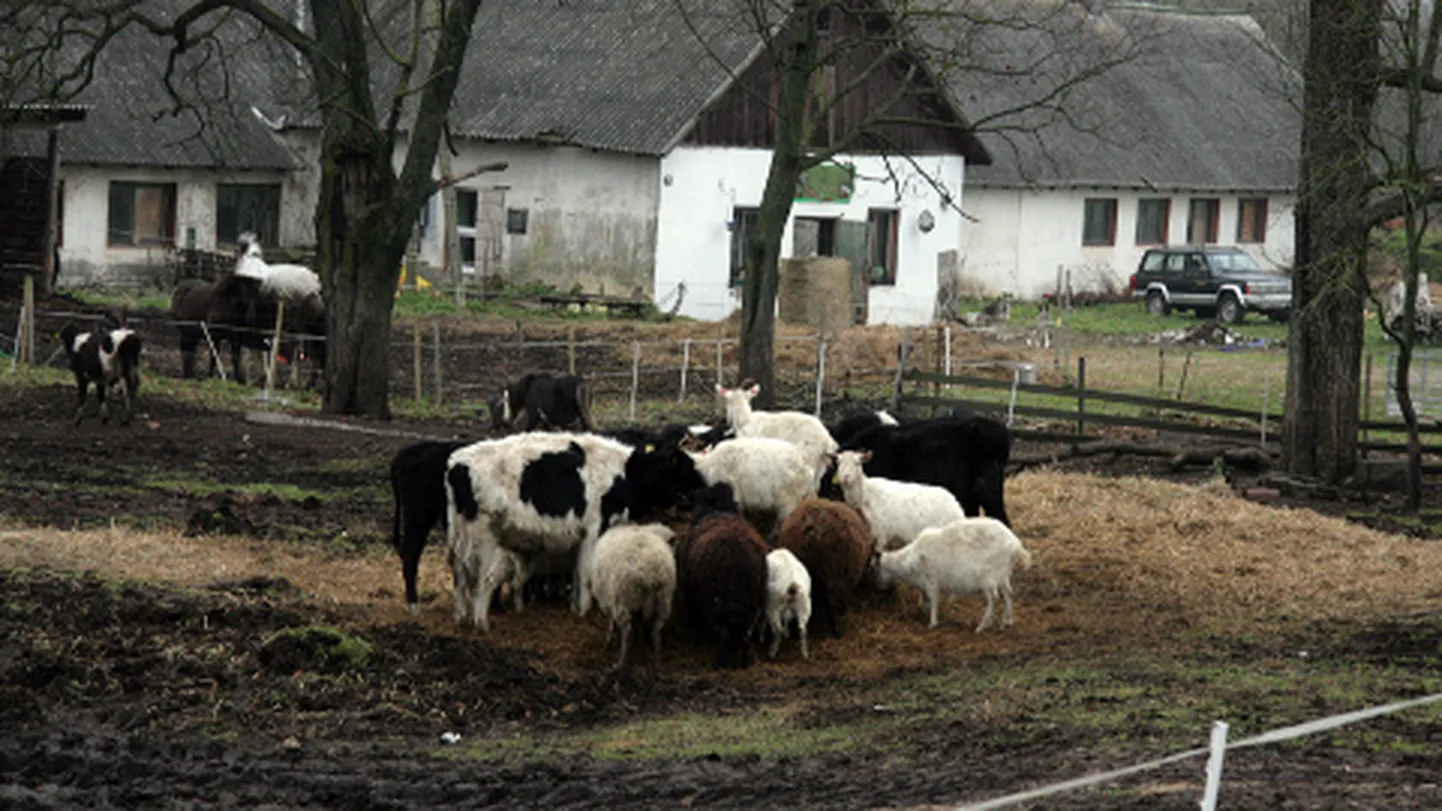 Viimase aasta jooksul on Martin Repinski kitsefarm korduvalt olnud meedia tähelepanu all, peamiselt negatiivses valguses.
