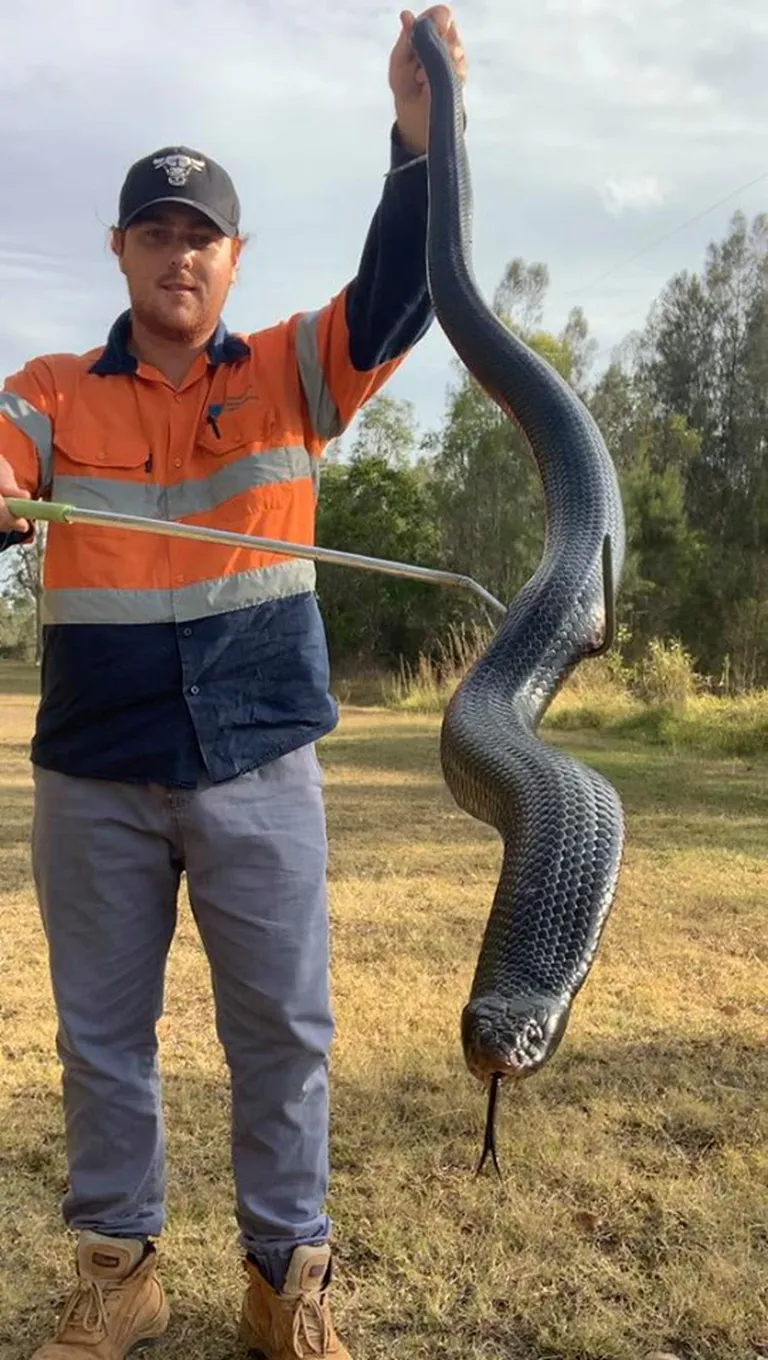 Maopüüdja Bryce Lockett hoidmas austraalia mustmadu