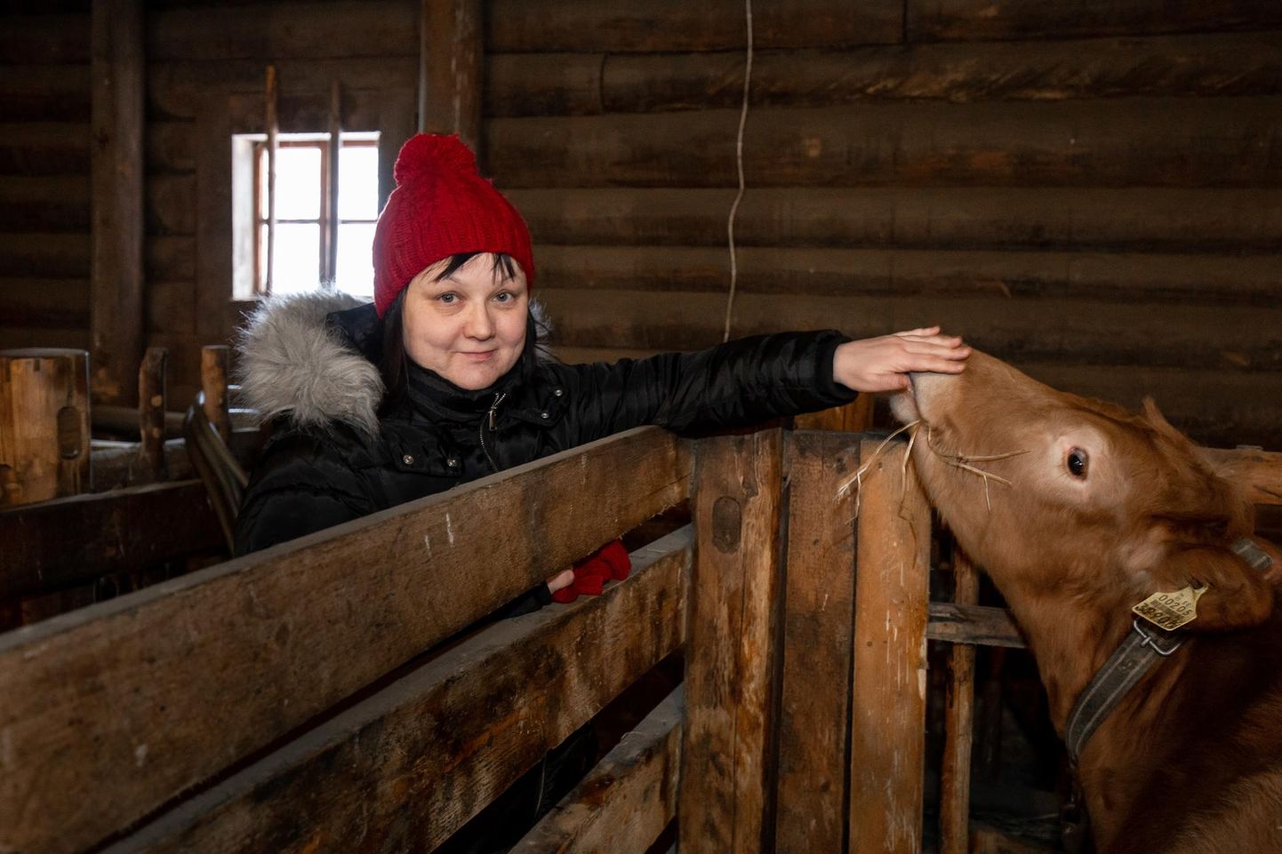 Kurgja talumuuseumi laudas on viis maatõugu lehma, kaks lehmikut ja pullipõks, keda peetakse nagu Jakobsoni ajal, rääkis ­muuseumi juhataja Monika Jõemaa.