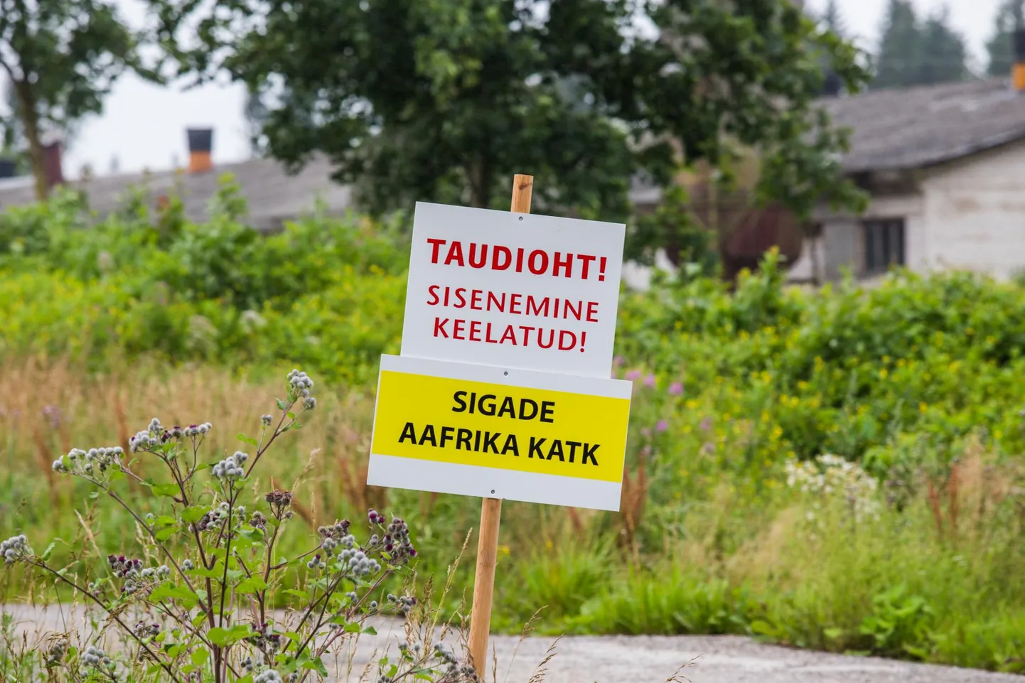 Esmakordselt tuvastati Aafrika seakatk kodusigadel 2015. aastal.