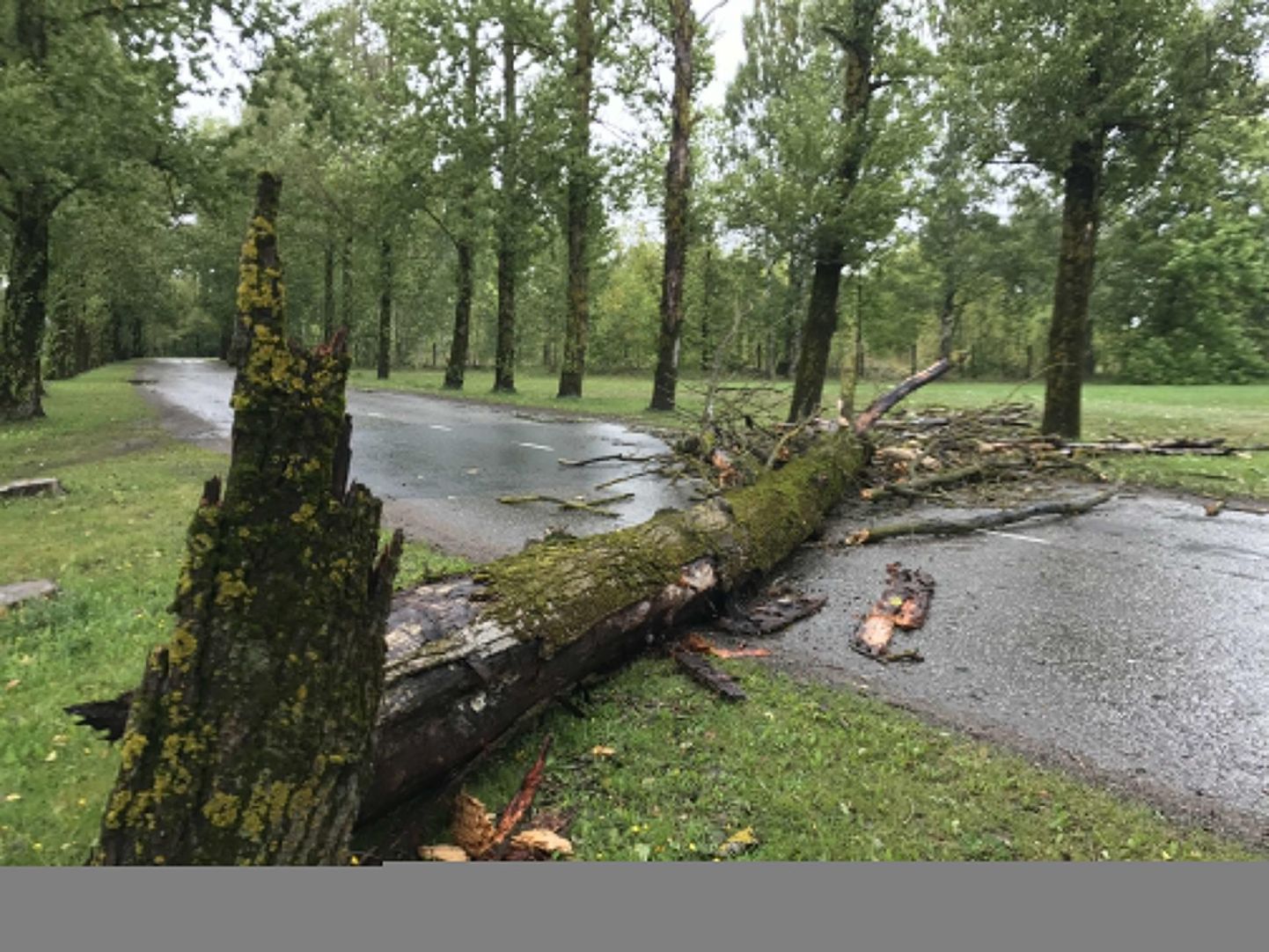Päästjad peavad eemaldama tormituultes sõiduteele langenud puid.
