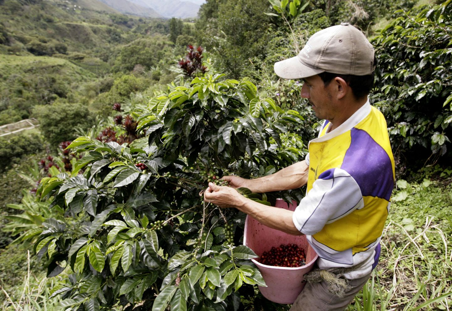 Kohviubade korjamine Colombias väikelinna Monserrate lähistel.