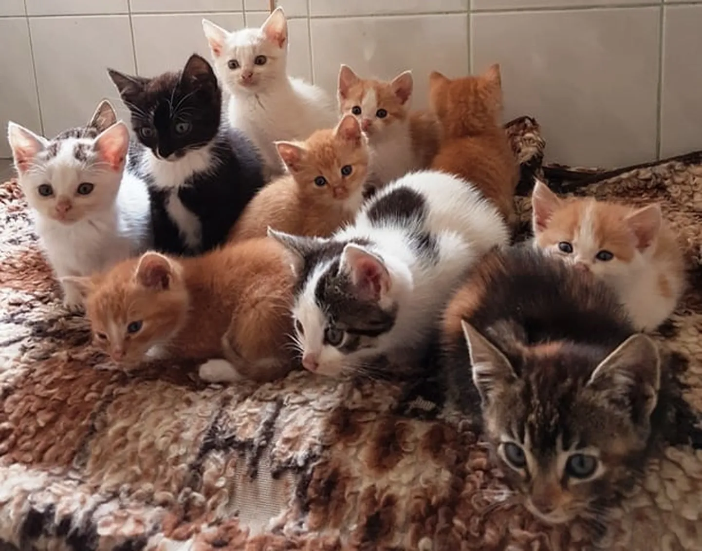 Raksta foto