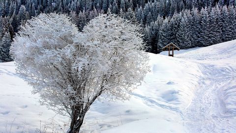 PÄEVAHOROSKOOP ⟩ 12. veebruar: Ambur võid tunda suurt vabaduseiha, Skorpioni rahaasjad liiguvad positiivses suunas