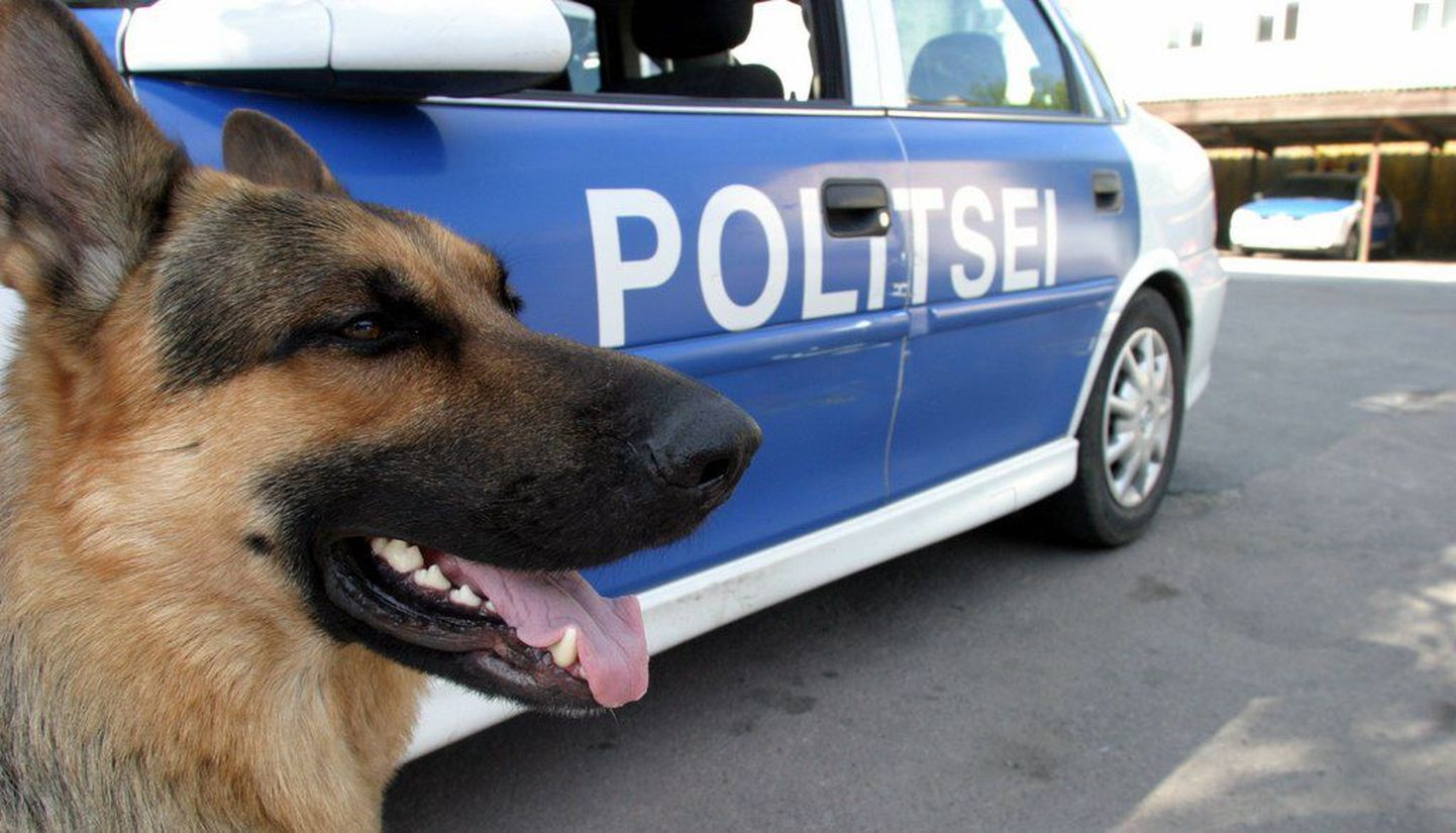 Полицейская собака. Фото иллюстративное.