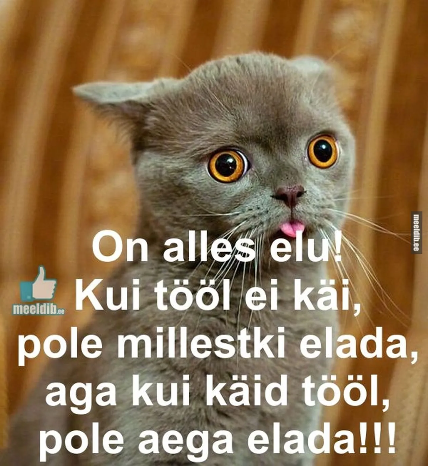 Artikli foto