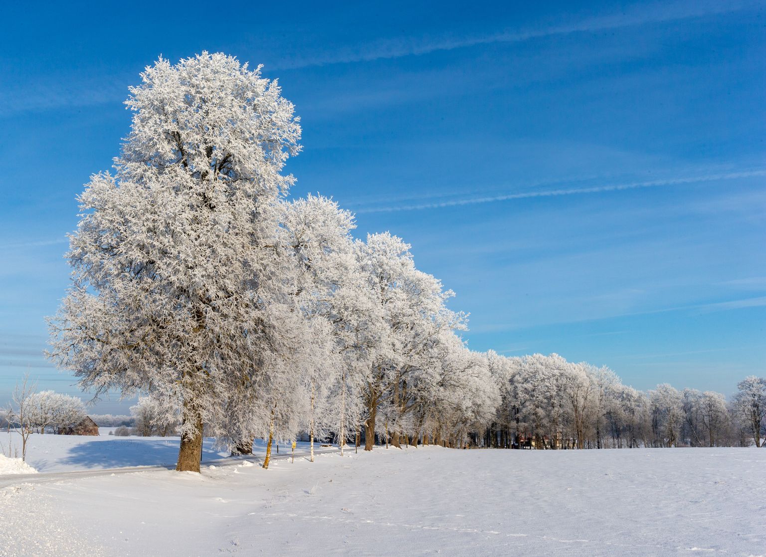 Härmas puud joonistavad talvises looduses maalilisi pilte.