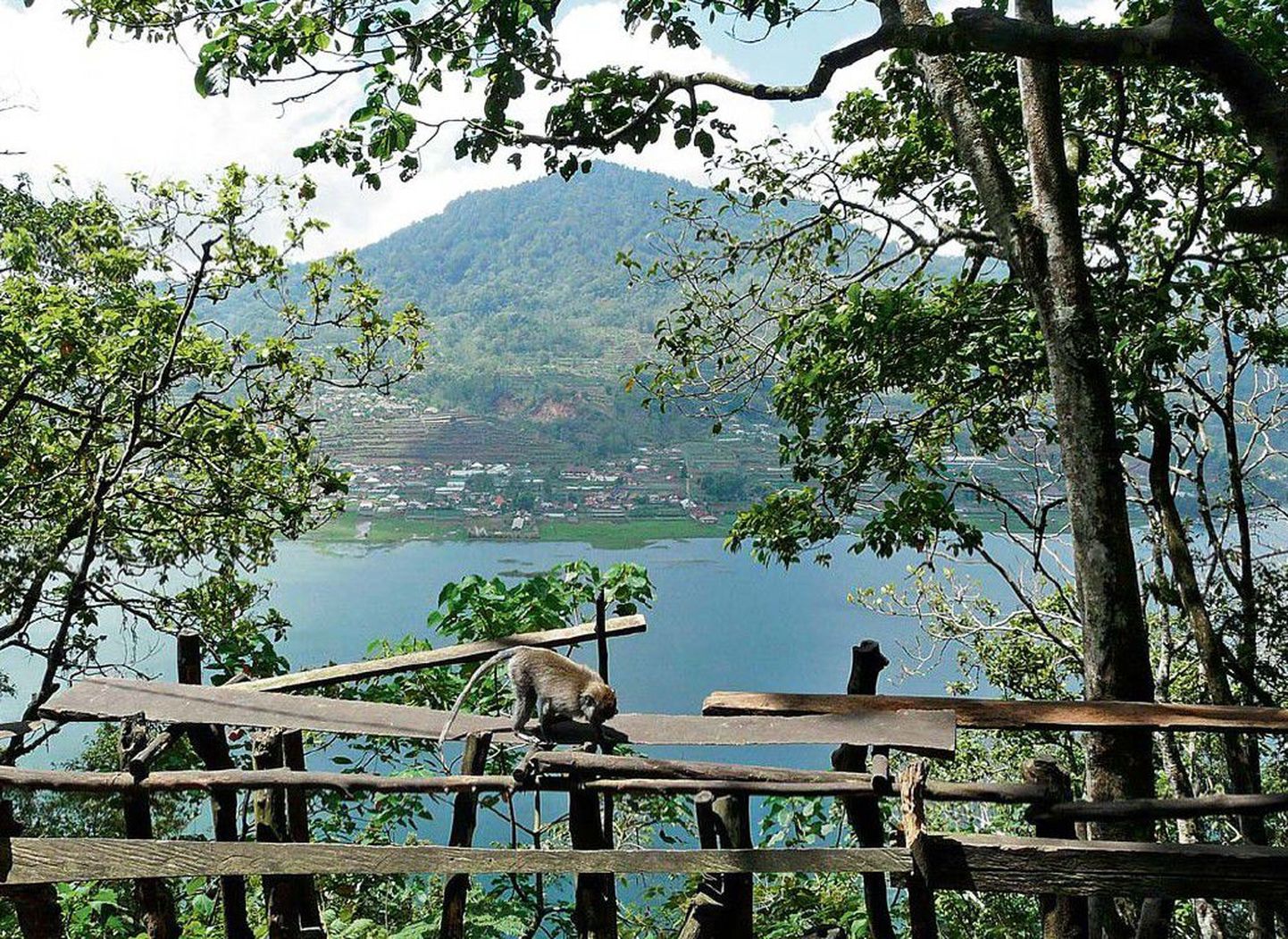 Teekond Bali lõunaosast põhja kulgeb üle mägede, mille tipus oli end sisse seadnud ahvide koloonia. Pildil on üks neist sättinud end Bratani järve taustale.