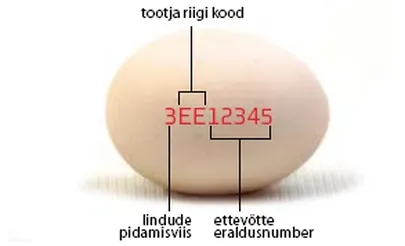 Tootekood kanamuna