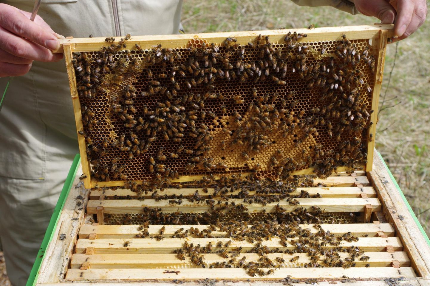 Järgmisest aastast alates plaanib riik maksta mesilaspere toetust, mida mesinikud on juba aastaid valitsuselt soovinud.
