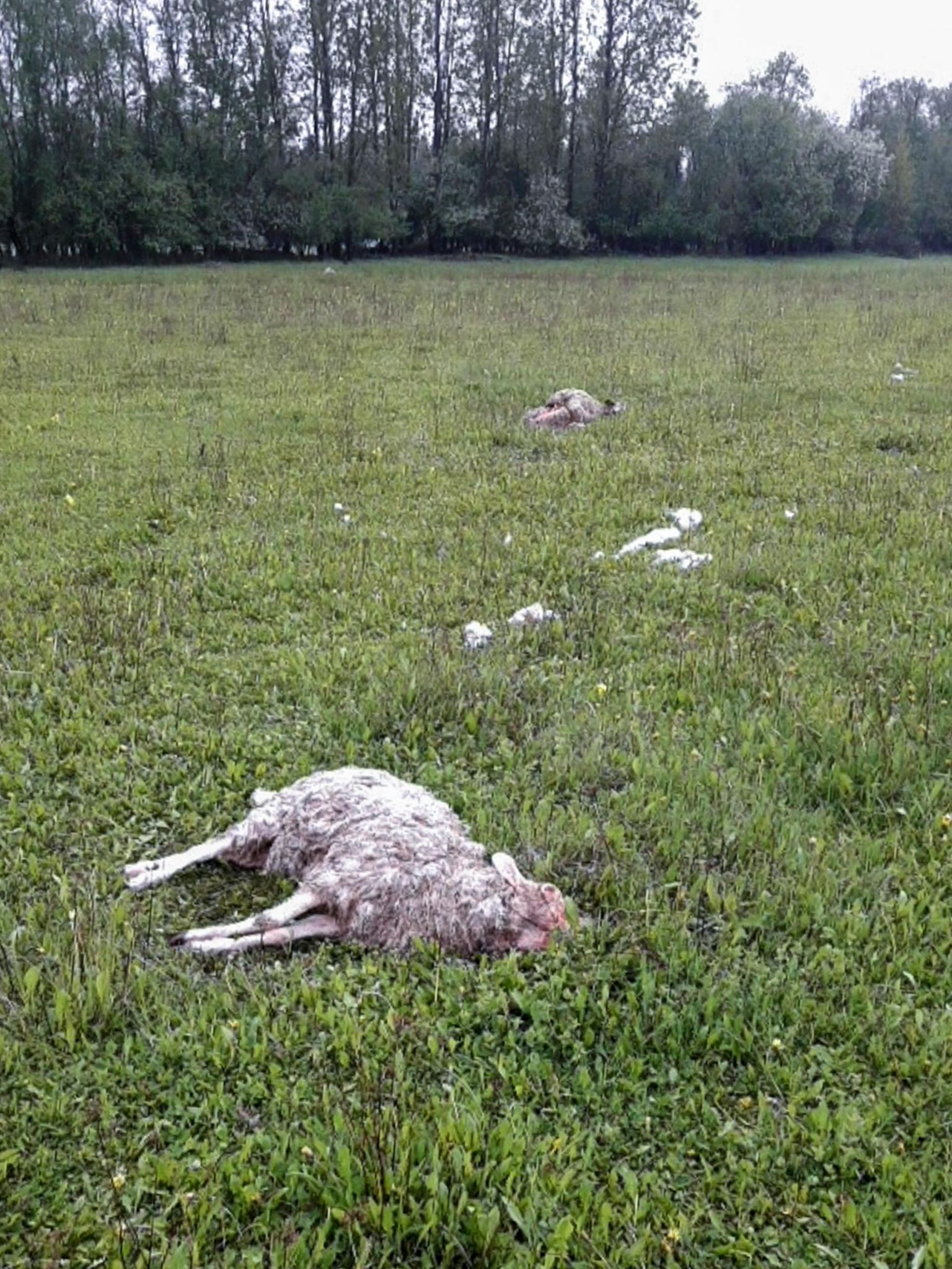 Kümnest murtud lambast olid hundid söönud kahte-kolme.