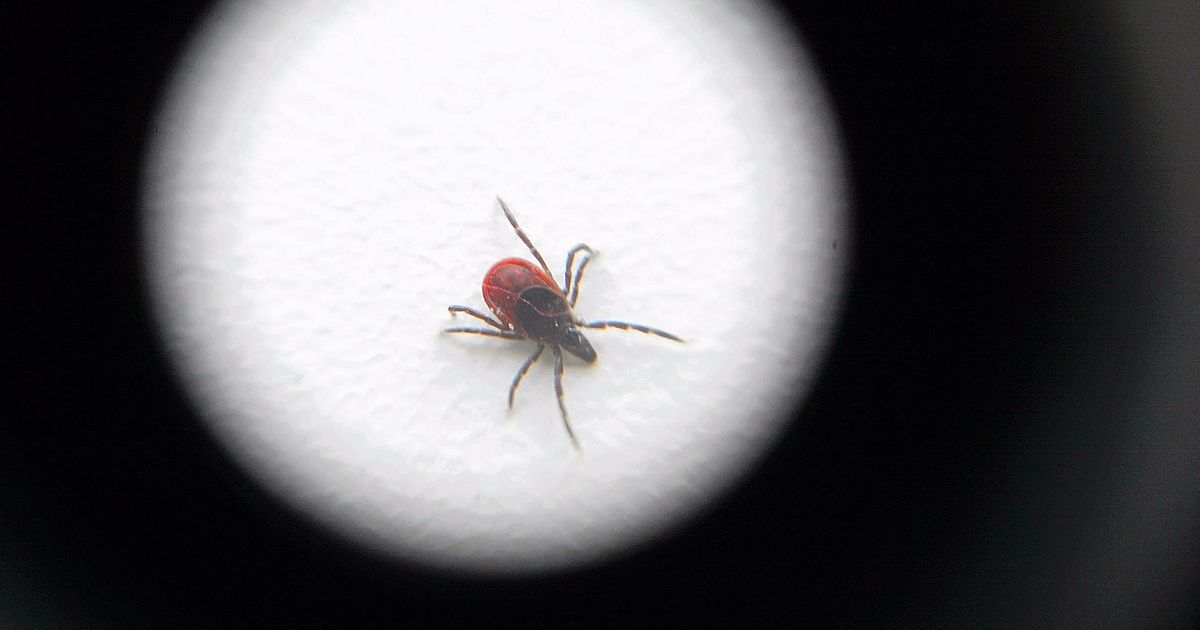 Terviseamet: puukentsefaliidi vastu tagab kaitse vaid vaktsineerimine