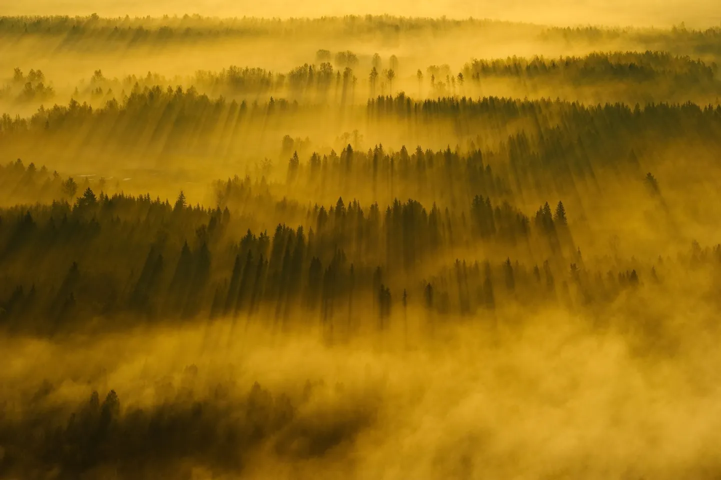Näiteks «Looduse aasta foto 2011» peaauhinna pälvis Sven Začeki maastikufoto «Kevadkuldne hommik».