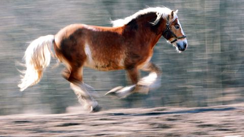 Сбежавшие лошади причинили автомобилю ущерб на сумму более десяти тысяч евро