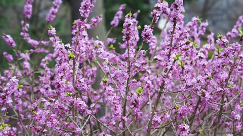 ETTEVAATUST ⟩ Eesti looduses kasvav imeilus põõsas on surmavalt mürgine