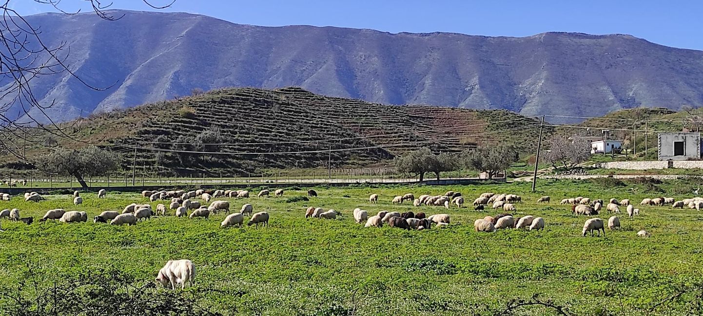 Albaania maastik lammastega. 