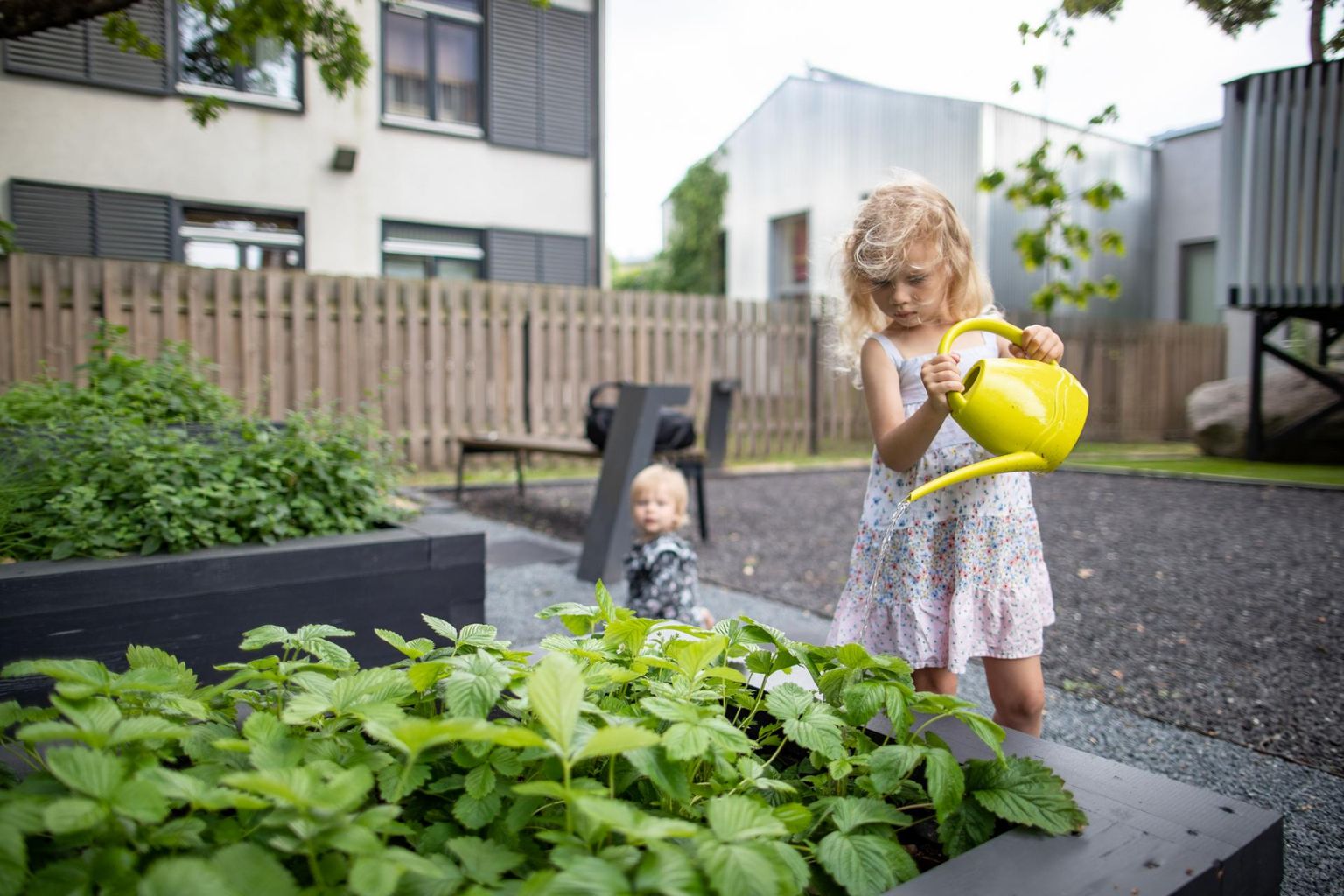 Tallinna 22 kogukonnaaiast uusim avati juuli alguses Vana-Kalamajas ja selles aias on kõik ühine, saadusi jagatakse põhimõttel «ühiselt istutame, ühiselt ka tarbime».