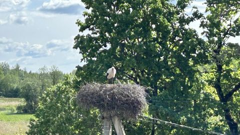 Päästjad reageerisid põlengutele ja tormikahjudele, abi vajasid ka kurepoeg ning ujuja