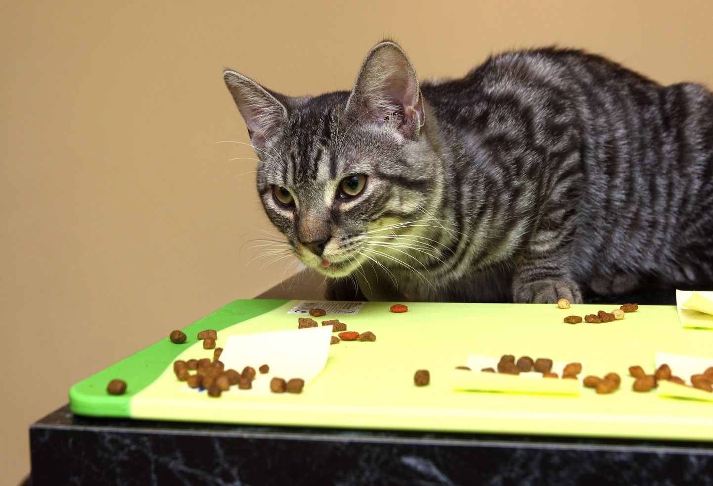 Üldiselt on kassid oma toidu osas väga valivad ja annavad omanikule oma eelistustest selgelt teada.