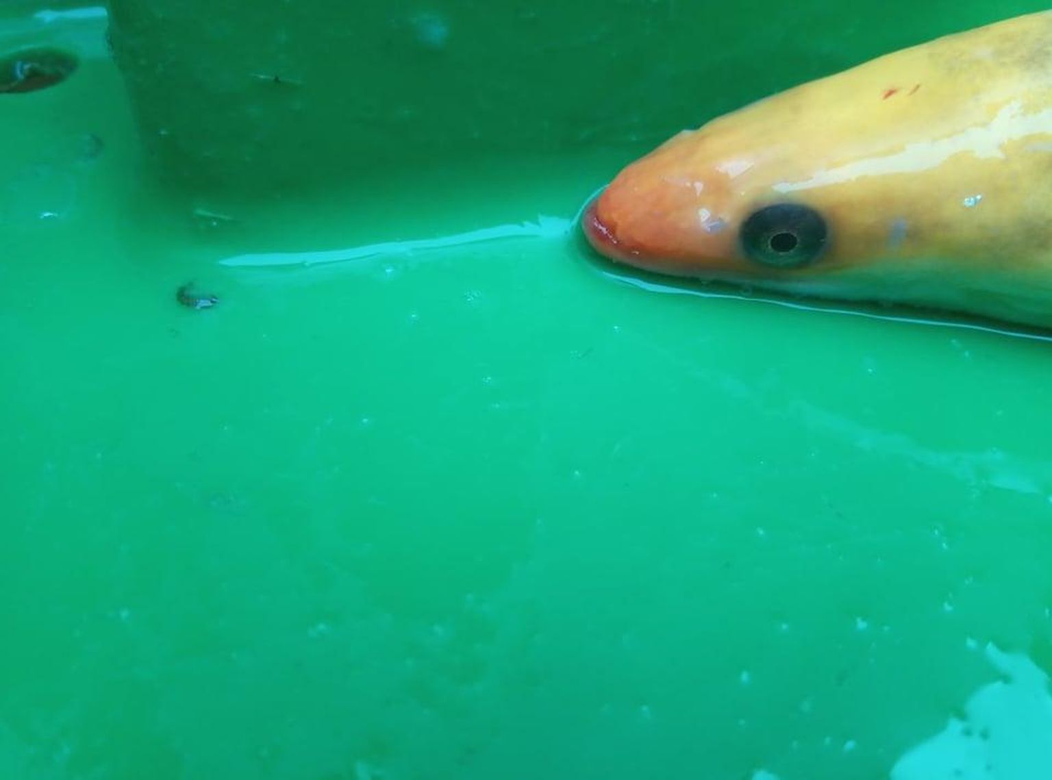 Peipsi järvest püütud «kuldkala», mille kalur vette tagasi laskis. FOTO: Erakogu