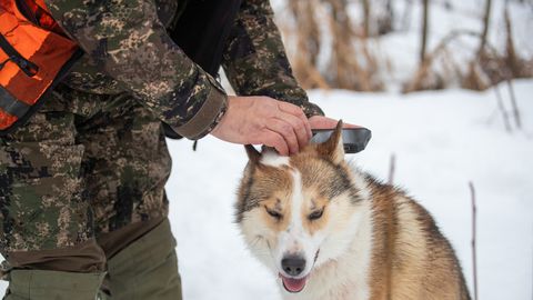 Jahikoerte treening elusatega: loomakaitsjad nõuavad otsuse ülevaatamist