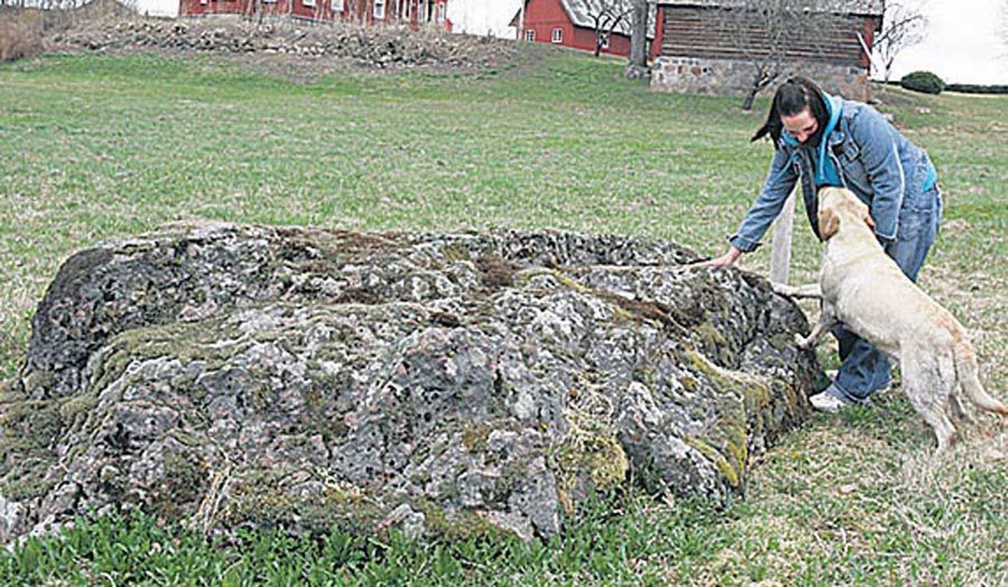 Koeraga jalutades käib Marian Puiste ka talu maal olevat arheoloogiamälestiseks
tunnistatud kivi vaatamas.