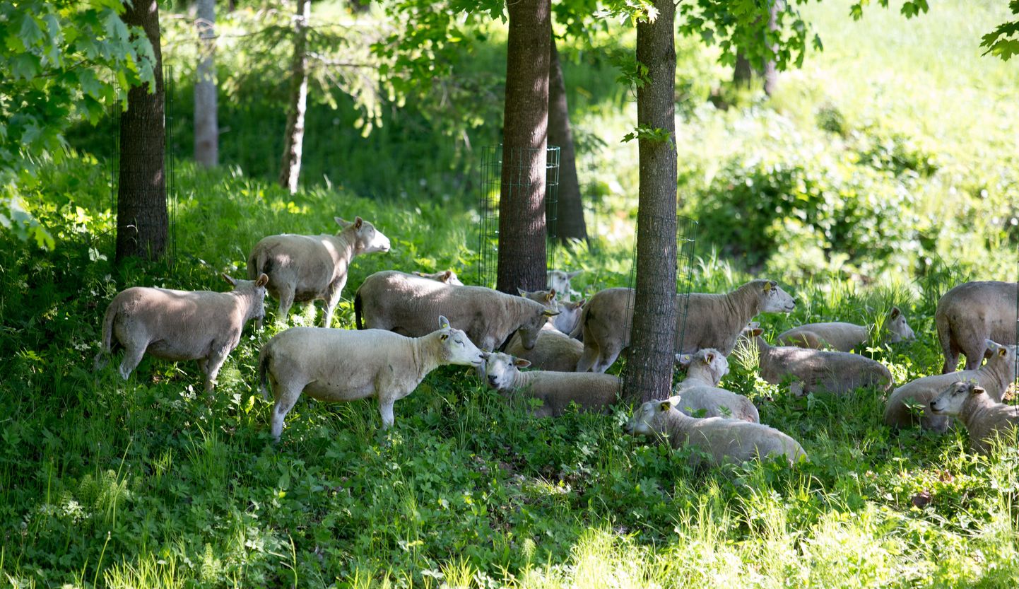 Viljandi lossimägedes suvekodus olnud lambad