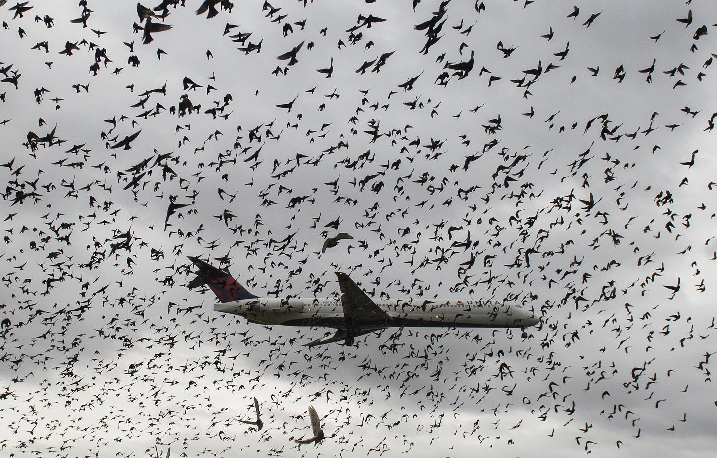 Delta Airlinesi lennuk maandumas läbi linnuparve, pilt illustratiivne