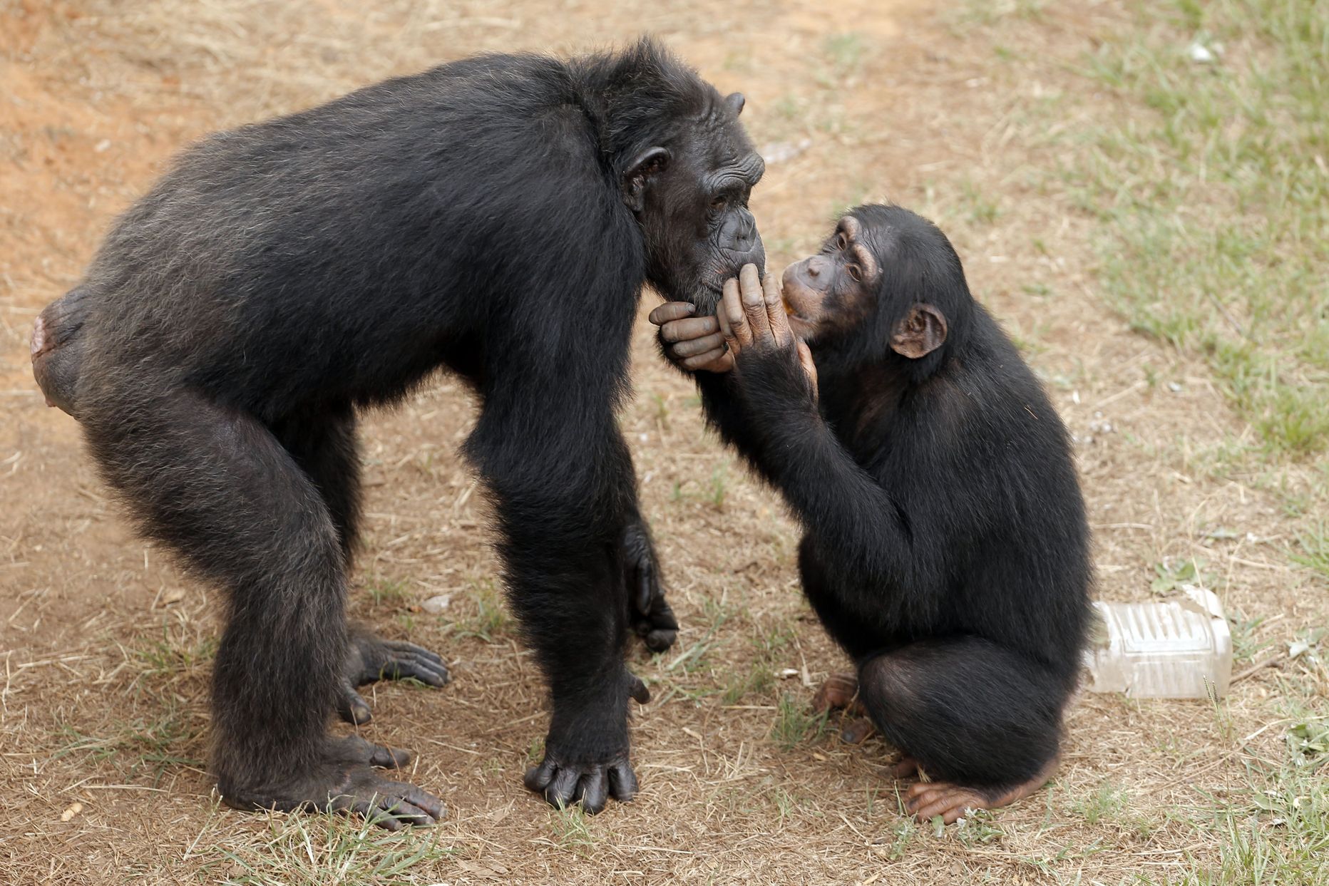 Šimpansid