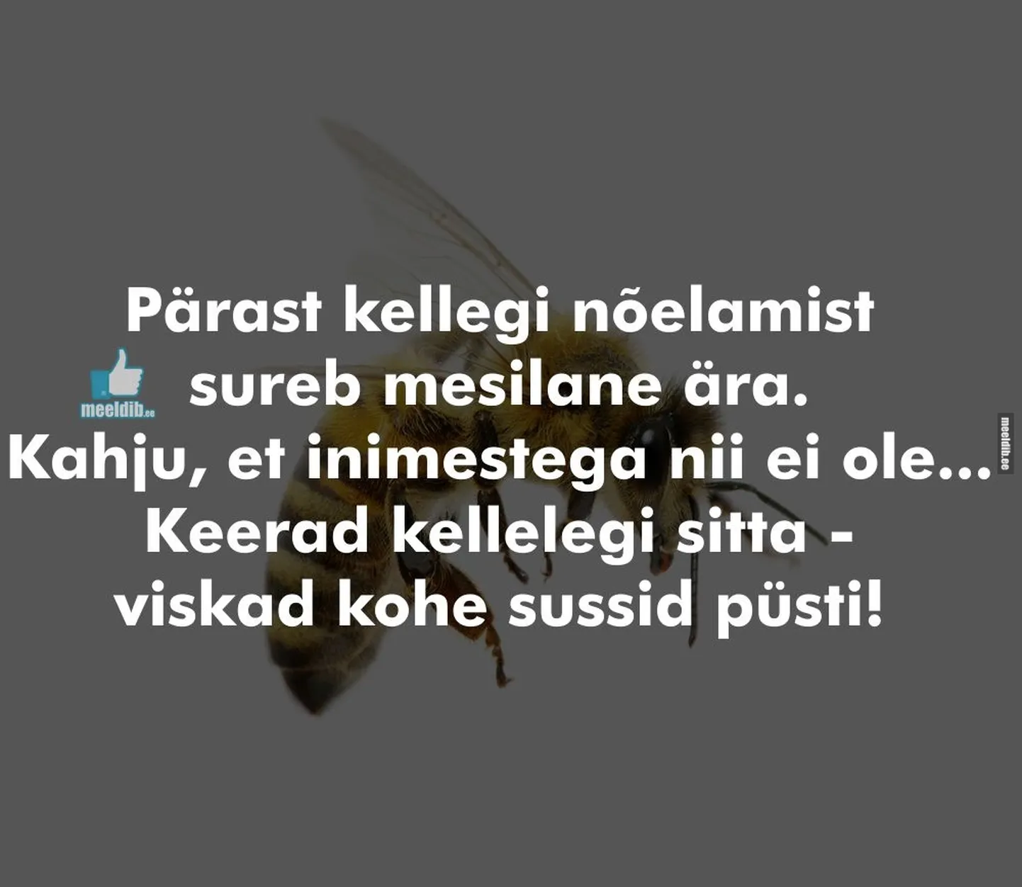 Artikli foto