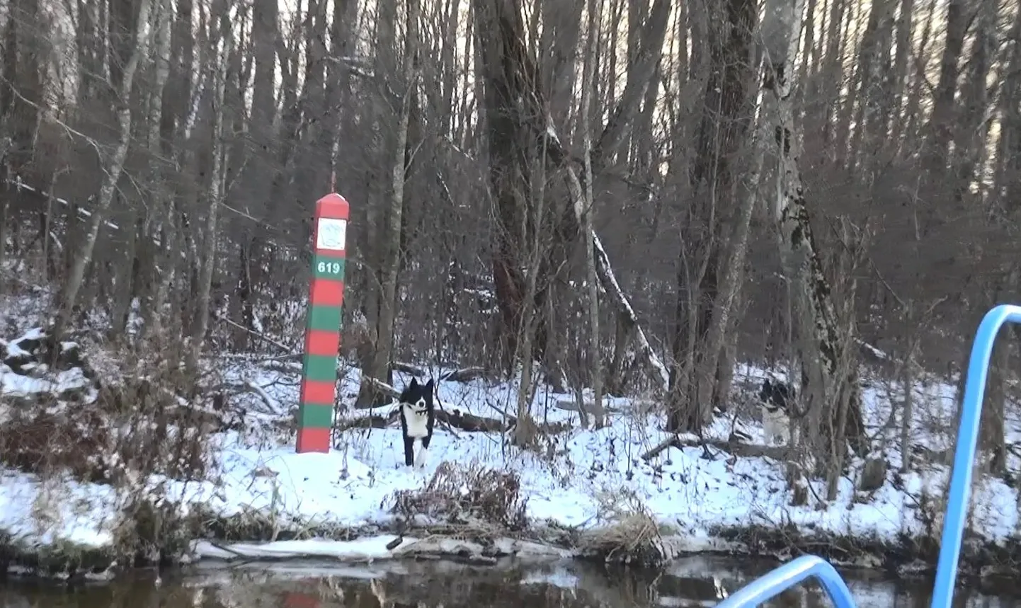 Три лайки переплыли через Нарову.