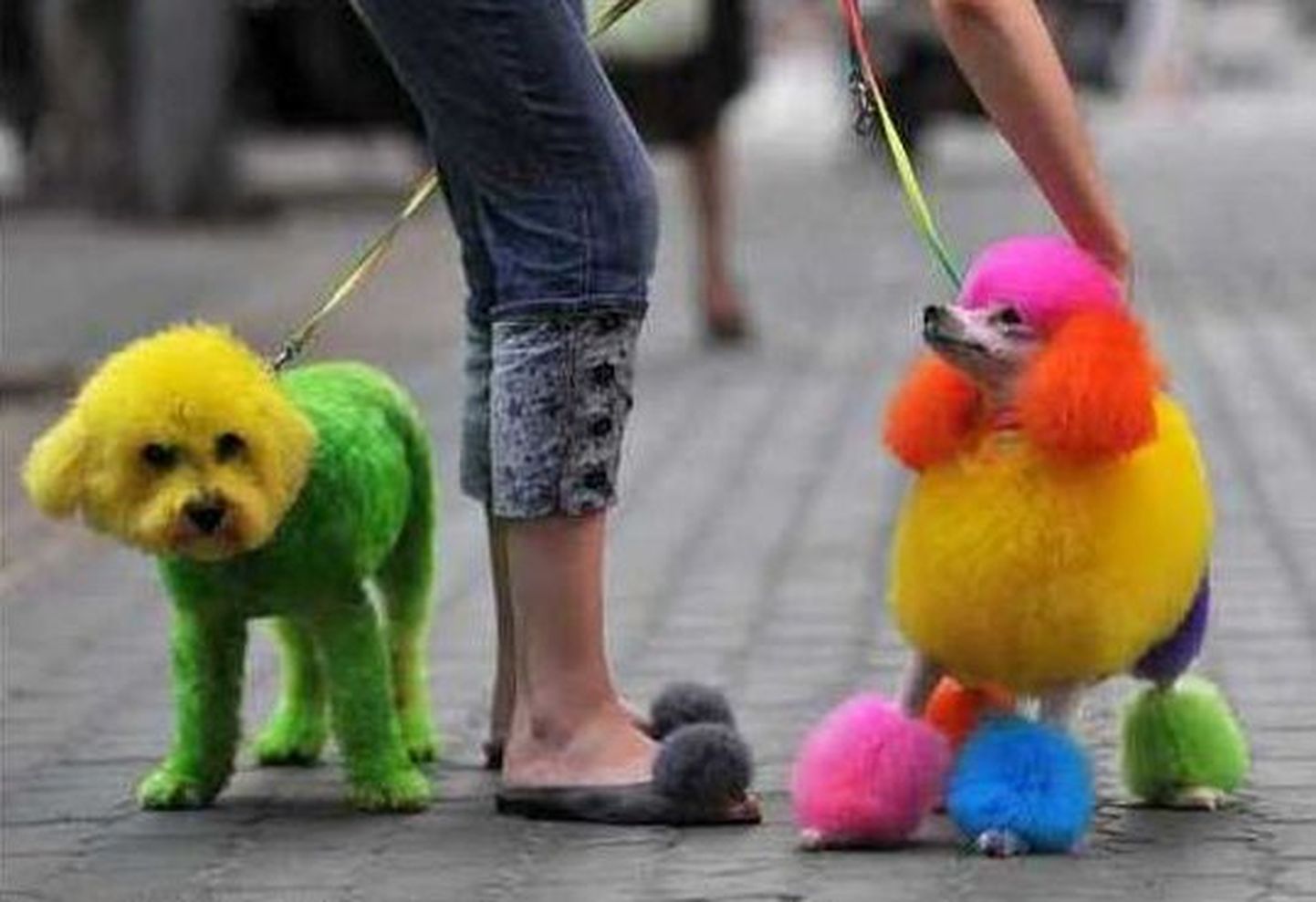 Hiina värvilised koerad