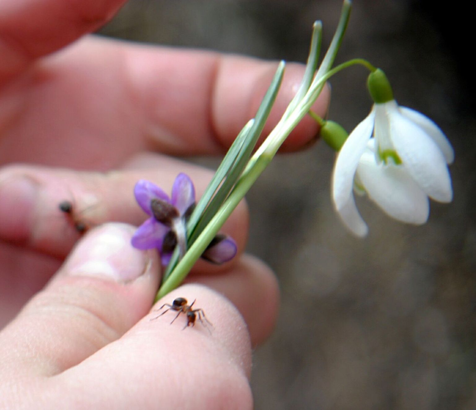 Kevadel, kui kasvuhoonesse või lillepeenrasse tekkinud sipelgapesa on veel väike, on seda lihtsam mujale viia.